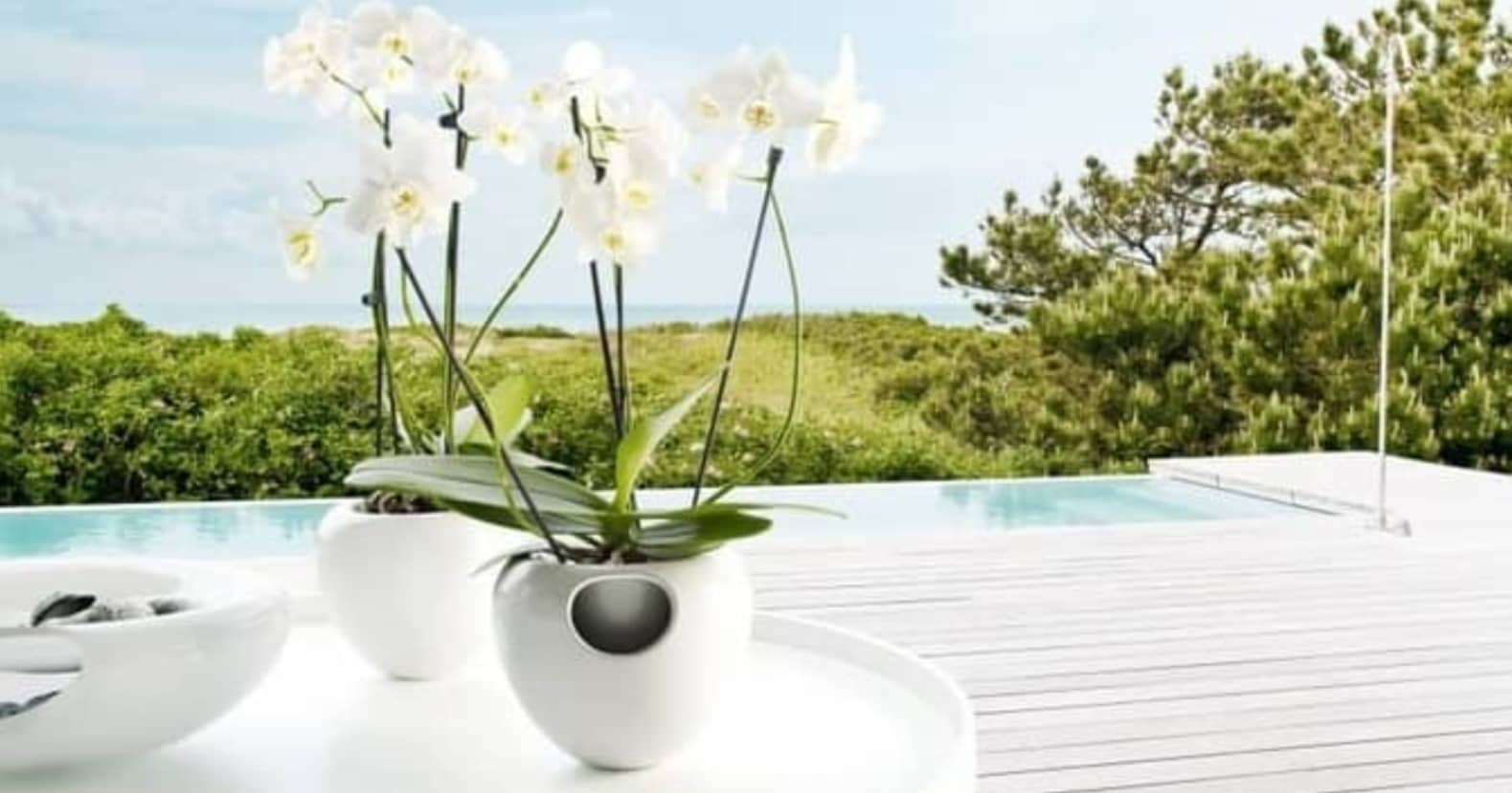 Orquídeas: 7 Dicas Para Cuidar em Casa